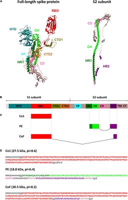 Vaccine Candidate Against COVID-19 Based on Structurally Modified Plant Virus as an Adjuvant